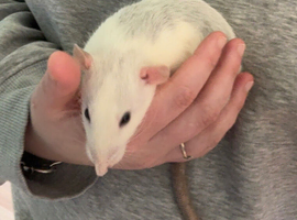 2 female dumbo rats