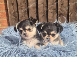 KC registered chihuahua puppies