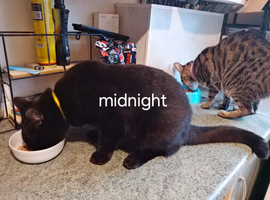 1 year old black male cat