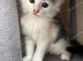 4 kittens for sale