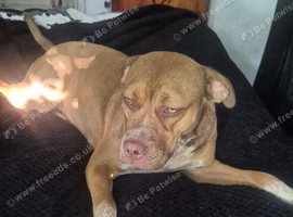 Cane corso mix Argentina Dogo