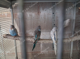 Baby budgies
