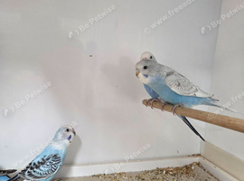 Split blackface budgies for sale