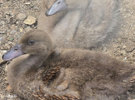 Khaki Campbell ducklings