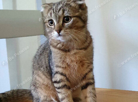 PET ONLY Pure breed Scottish fold tabby gold boy