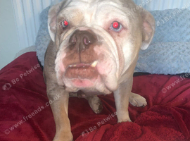 Perfect English bulldog