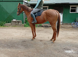 16hh thoroughbred mare