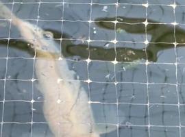Koi for sale