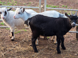 Three Beautiful Pygmy Wethers looking for their Forever Home
