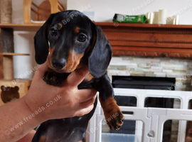 Six beautiful miniature smooth haired dachshunds-one girl left
