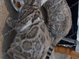 Beautiful Rosetted bengal kittens
