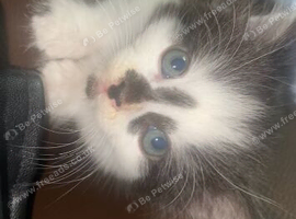 Kitten