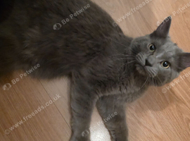 **REDUCED** Stunning Blue Male Maine Coon cross Kitten For Sale