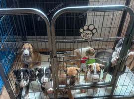 English bull terrier puppies