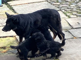 Pedigree German Shepherd puppies