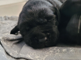 Adorable labrador puppies for sale