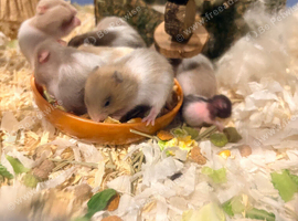 Syrian hamsters