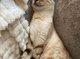 Snow Lynx Bengal