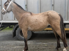 Yearling gelding to make 15hh +