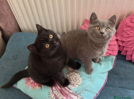 British shorthair kittens