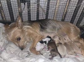 Female chorkie puppy
