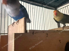 Proven pair of love birds