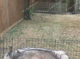 14 month old looking for her forever home