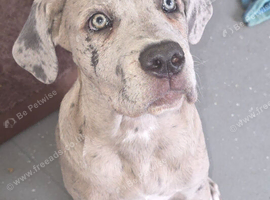Cane corso