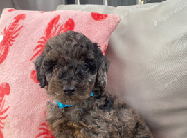Cockapoo puppies