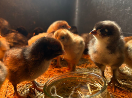 Large breed brahma and Orpington&rsquo;s