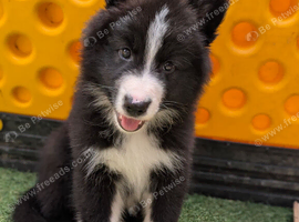 Swiss shepherd x husky x collie pups