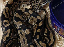 Female ball python called Bonnie