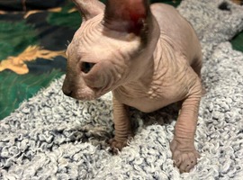 Boy Sphynx