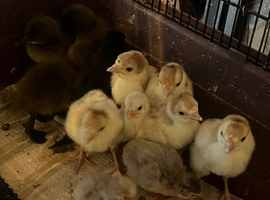 Khaki Campbells hatched 12/6/26