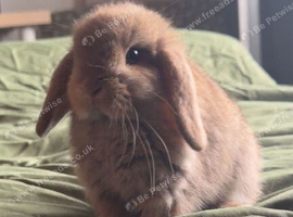 Agouti Mini Lop