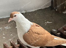 AFGHAN PIGEONS