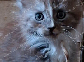 Beautiful silver tabby maine coon kittens