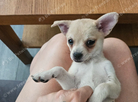 Miniature pincher x pomeranian puppy's