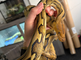 Sunfire Tiger Reticulated Python