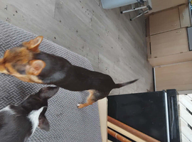 Chorkie puppie