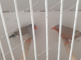 ZEBRA FINCHES