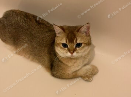 Missing cat