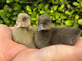 Absolutely stunning pure bread Indian runner ducks