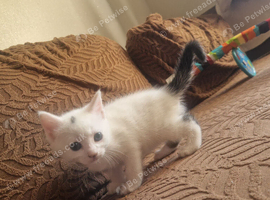 Beautiful kittens READY NOW