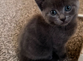 6 Beautiful Kittens (4Left)