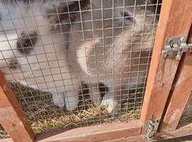 2 bonded does 12mnths
