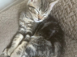 Kittens looking for new homes