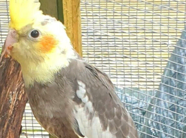 2 baby cockatiel very young babies 8 weekd old