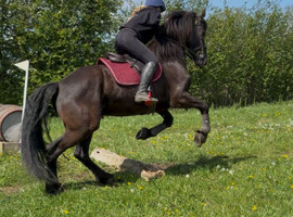 Friesian Gelding