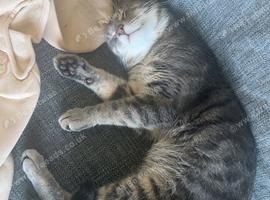 Cats to rehome
